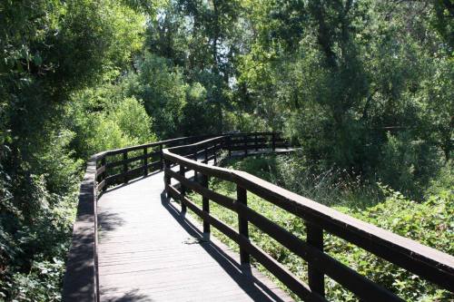 A winding wooden boardwalk surrounded by lush greenery and trees, leading through a natural area.