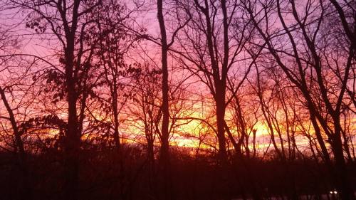 Silhouetted trees against a vibrant sunset with shades of orange, pink, and purple in the sky.