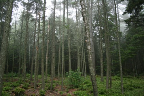 A misty forest with tall trees and dense greenery, creating a serene and tranquil atmosphere.