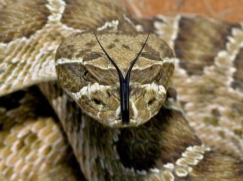 Close-up of a coiled snake with a patterned brown and tan scales, showcasing its distinctive head and forked tongue.