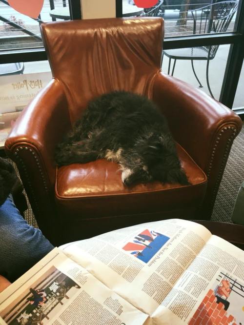 A fluffy dog sleeping on a brown leather armchair next to an open newspaper.