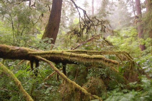 A misty forest scene with moss-covered branches and lush greenery, creating a serene, natural atmosphere.