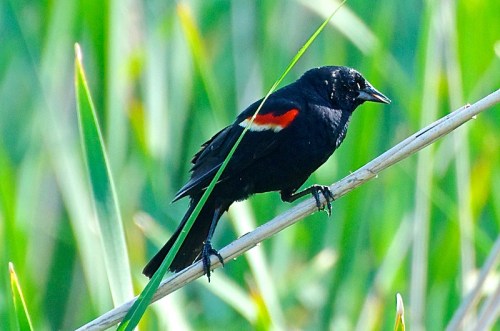 A black bird with red and yellow shoulder patches perched on a thin branch among green grass.
