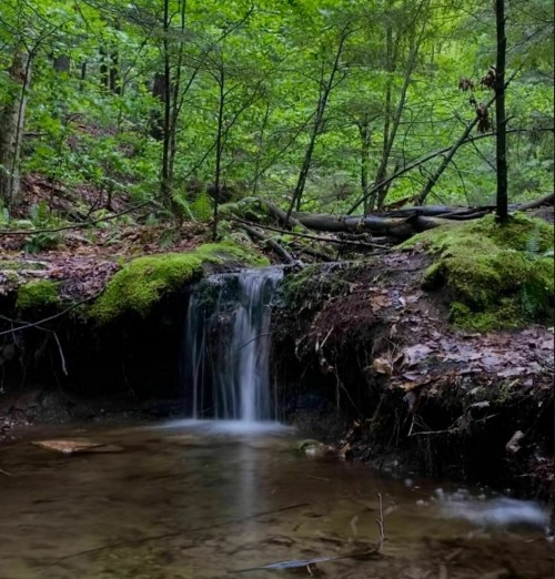 A serene forest scene featuring a small waterfall cascading over moss-covered rocks into a calm pool.