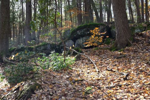 A forest scene with autumn leaves, moss-covered rocks, and trees, creating a serene natural landscape.