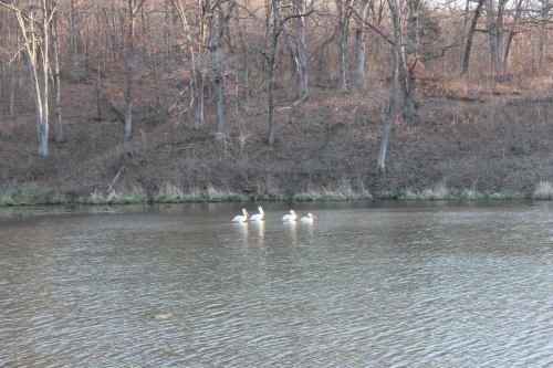 Four swans swim peacefully in a calm lake, surrounded by trees with autumn foliage.