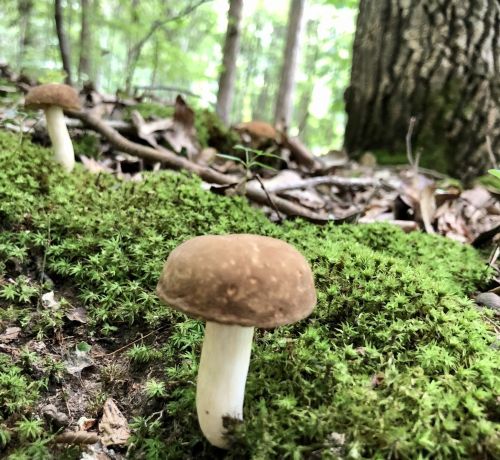 A close-up of a brown mushroom growing on green moss in a forest with trees in the background.