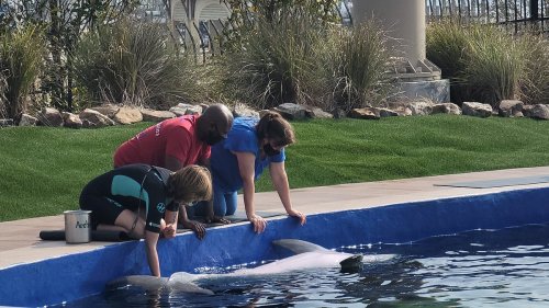 Three people interact with a dolphin at the edge of a pool, surrounded by greenery and rocks.