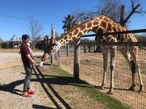 A person feeds a giraffe at a zoo, with trees and a fence in the background under a clear blue sky.