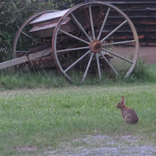 A rabbit sits in a grassy area near an old, rusted wagon wheel and a wooden structure in the background.