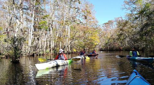 A group of kayakers paddles through a serene, tree-lined waterway on a sunny day.