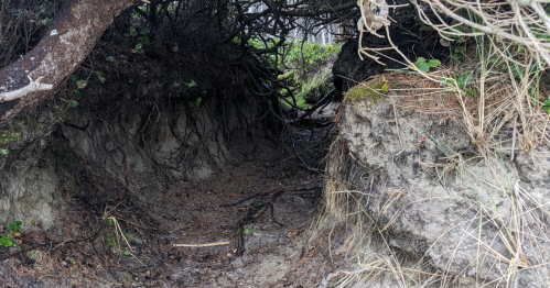 A narrow, natural pathway surrounded by roots and vegetation, leading into a dense, wooded area.