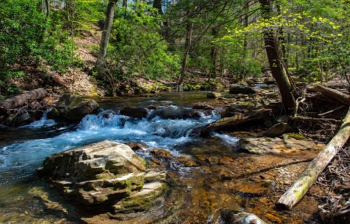 A serene stream flows through a lush forest, with rocks and fallen logs lining the water's edge.