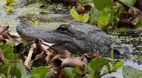A crocodile partially submerged in a swamp, surrounded by green leaves and water plants.