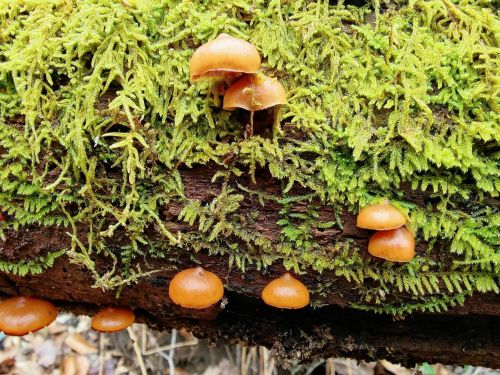 Clusters of small orange mushrooms growing on a moss-covered log in a forest setting.