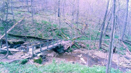 A wooden bridge crosses a small stream in a serene forest with green foliage and bare trees.