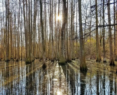 Sunlight filters through tall trees in a serene swamp, reflecting on the still water below.