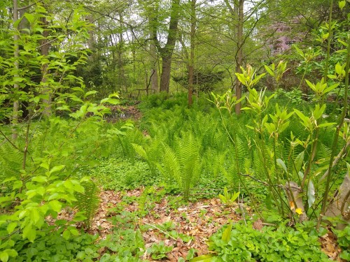 Lush green ferns and foliage in a serene forest setting, surrounded by trees and undergrowth.