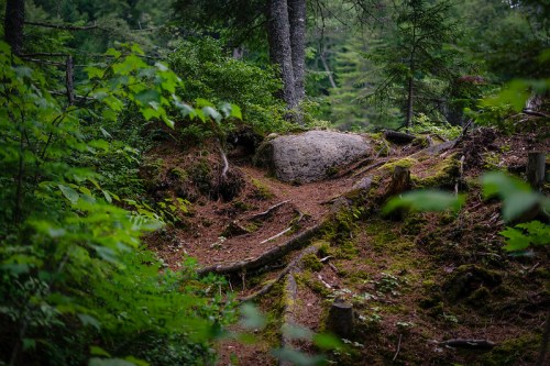 A rocky path through a lush, green forest with moss-covered ground and tree roots visible.