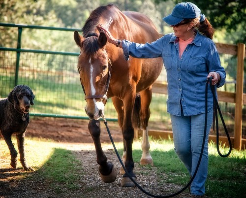 A woman in denim walks a horse on a leash, with a dog nearby in a sunny outdoor setting.