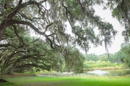 A serene landscape featuring large trees draped in Spanish moss beside a calm pond.