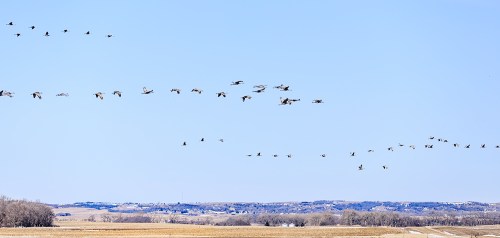 A flock of birds flying in a clear blue sky over a rural landscape with fields and distant hills.