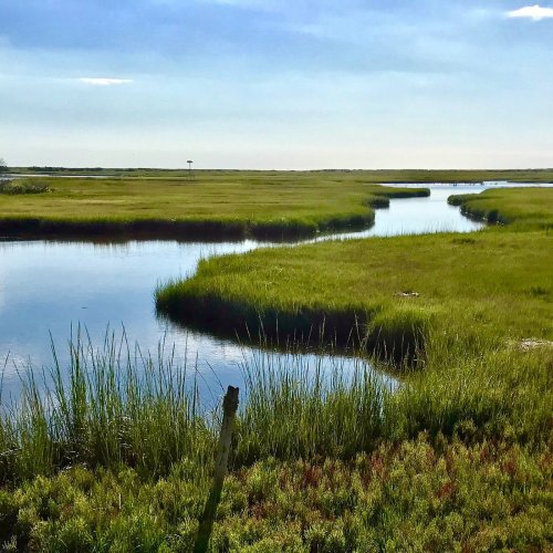 A serene wetland scene with a winding waterway surrounded by lush green grass under a clear blue sky.