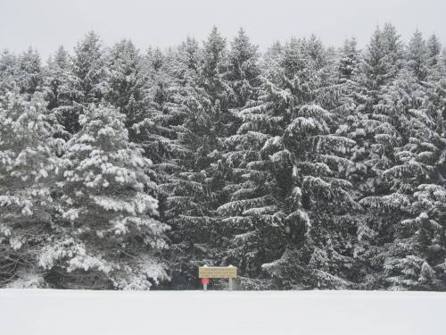 A snowy landscape with a sign in front of a dense forest of evergreen trees covered in snow.