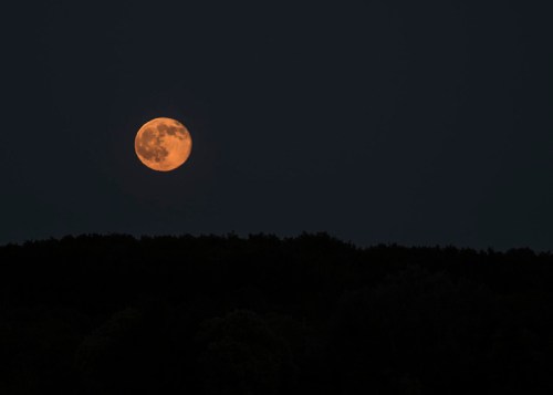A large, glowing orange moon rises above a dark silhouette of trees against a night sky.