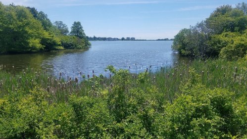 A serene lake surrounded by lush greenery and trees under a clear blue sky.