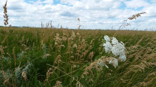 A field of tall grasses under a cloudy sky, with a cluster of white flowers in the foreground.