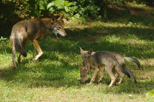 A group of three coyotes, one adult and two pups, exploring a grassy area surrounded by greenery.