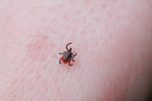 A small tick crawling on a light-colored human arm.