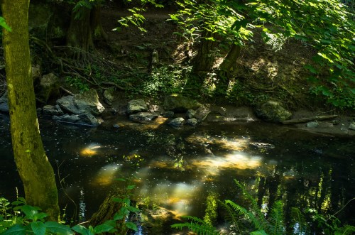 A serene forest scene with a calm stream reflecting sunlight and surrounded by lush greenery and rocks.