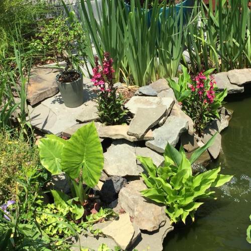 A serene garden scene featuring a pond surrounded by rocks, vibrant flowers, and lush green plants.