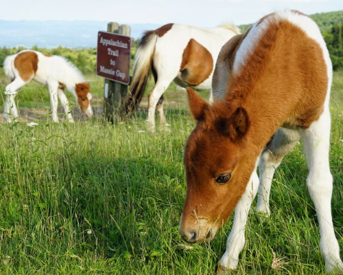 Two brown and white foals graze in a grassy field near a sign for the Appalachian Trail to Massie Gap.