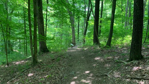 A wooded trail surrounded by lush green trees and undergrowth, with a sign visible in the distance.