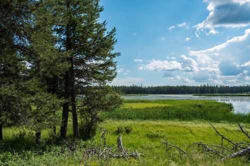 A serene landscape featuring a lake surrounded by lush greenery and tall trees under a blue sky with fluffy clouds.