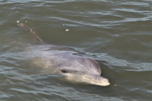 A dolphin swimming just below the water's surface, with gentle ripples around it.