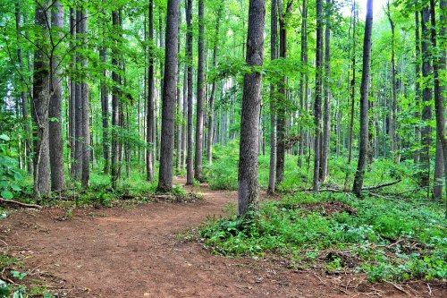 A serene forest scene with tall trees and a winding dirt path surrounded by lush green foliage.