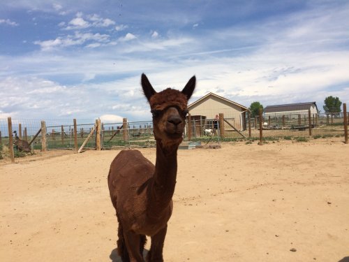 A brown alpaca stands in a sandy area with a barn and blue sky in the background.