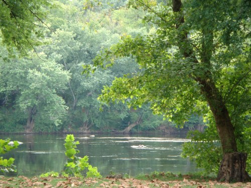 A serene river scene surrounded by lush green trees and foliage, reflecting the calm water.