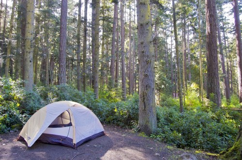 A tent set up in a lush forest, surrounded by tall trees and greenery, with sunlight filtering through the leaves.