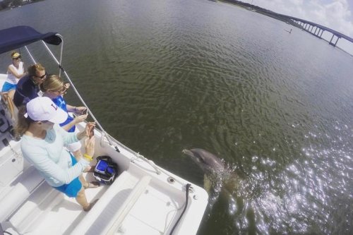 A group of people on a boat watches a dolphin swimming near the surface of the water.