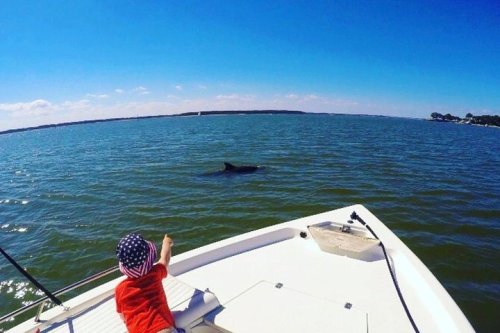 A child in a red shirt and a striped hat points at a dolphin swimming near a boat on a sunny day.