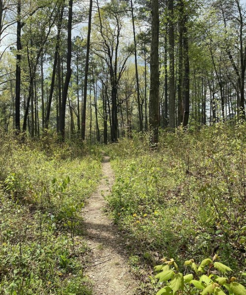 A narrow dirt path winds through a lush green forest with tall trees and vibrant undergrowth.