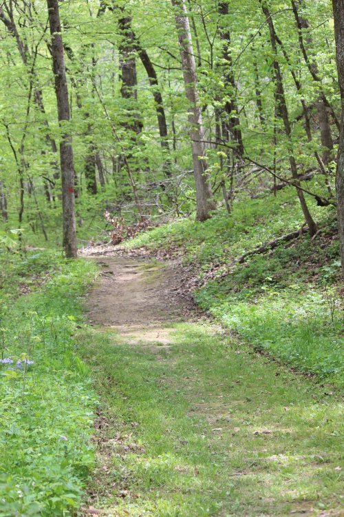 A winding dirt path through a lush green forest, surrounded by trees and undergrowth.