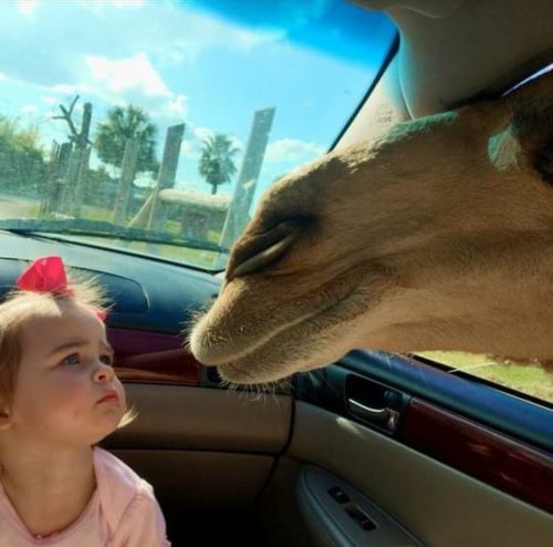 A young girl and a camel face each other through a car window, sharing a curious moment.