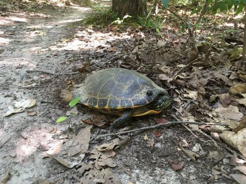 A turtle resting on a trail surrounded by fallen leaves and greenery in a natural setting.