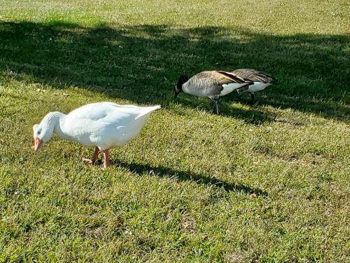 A white goose and a brown goose forage on green grass under a shaded area.